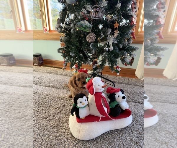 Medium Photo #14 Cavalier King Charles Spaniel Puppy For Sale in KANSAS CITY, MO, USA