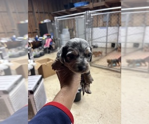 Dachshund Puppy for sale in WHITE OAK, GA, USA