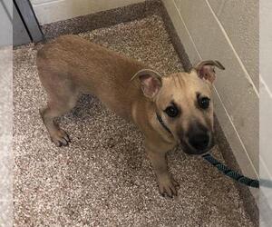 Black Mouth Cur-Unknown Mix Dogs for adoption in Pueblo, CO, USA