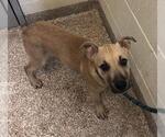 Small Black Mouth Cur Mix