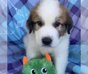 Monster's Inc Pup - Smitty - Male Great Pyrenees-Unknown Mix Dog for Adoption - Photo #2