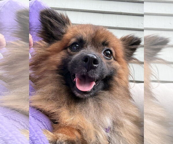 Medium Photo #4 Pomeranian Puppy For Sale in Wheaton, IL, USA