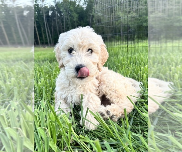 Medium Photo #6 Double Doodle Puppy For Sale in ROARING RIVER, NC, USA