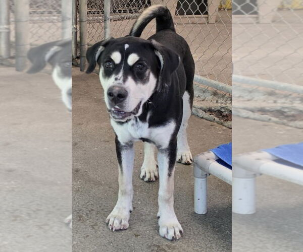 Medium Photo #3 Shepweiller Puppy For Sale in Osgood, IN, USA