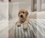 Small #1 Golden Retriever