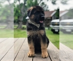 Small #4 German Shepherd Dog