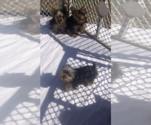Yorkshire Terrier Puppy for sale in JACKSON, NJ, USA