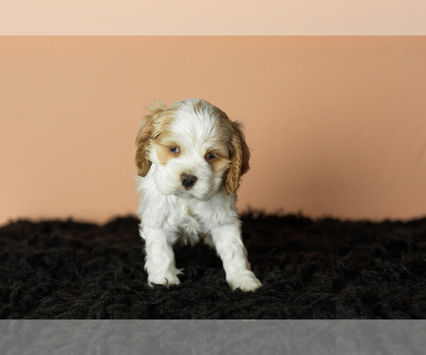 Medium Photo #9 Cocker Spaniel Puppy For Sale in NAPPANEE, IN, USA