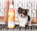 Small Yorkshire Terrier