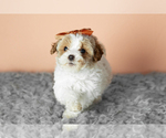 Small #1 Cavapoo mix (+ Poodle Miniature)