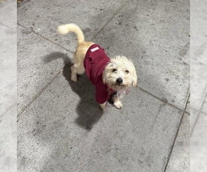 Mutt Dogs for adoption in Pacifica, CA, USA