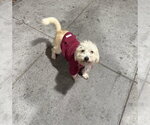 Tres Leches - Female Mutt Dog for Adoption - Small photo