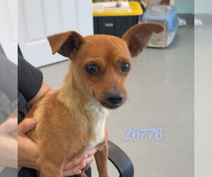 Chihuahua-Unknown Mix Dogs for adoption in Chico, CA, USA