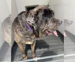 Small #4 Great Dane-Neapolitan Mastiff Mix