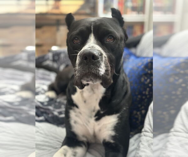 Medium Photo #1 Mutt Puppy For Sale in Goodyear, AZ, USA