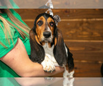Small #1 Basset Hound