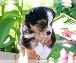 Puppy Purple Miniature Australian Shepherd