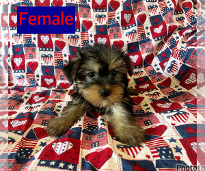 Yorkshire Terrier Puppy for Sale in AMSTERDAM, Missouri USA