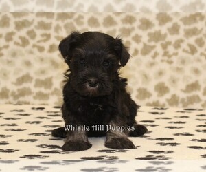 Schnauzer (Miniature) Puppy for sale in DENVER, PA, USA