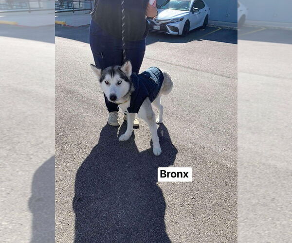 Medium Photo #8 Huskies -Unknown Mix Puppy For Sale in New York, NY, USA