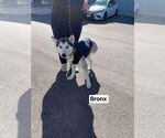 Small #7 Huskies  Mix