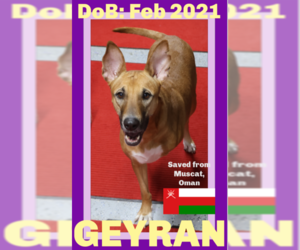 German Shepherd Dog-Saluki Mix Dogs for adoption in Sebec, ME, USA