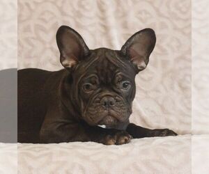 French Bulldog Puppy for sale in GAP, PA, USA