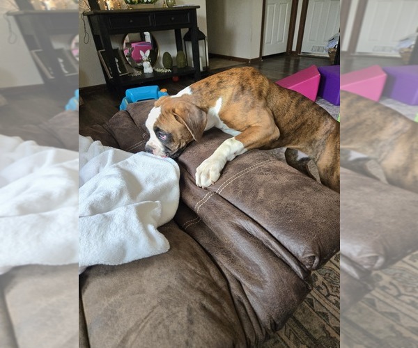 Medium Photo #5 Boxer Puppy For Sale in LAUREL, DE, USA