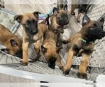 Small Photo #30 Belgian Malinois Puppy For Sale in REESEVILLE, WI, USA