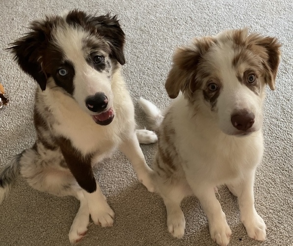 Medium Photo #1 Border Collie Puppy For Sale in EVERETT, WA, USA