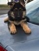 Small Photo #8 German Shepherd Dog Puppy For Sale in TROUTDALE, OR, USA