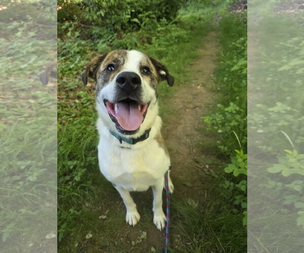 Medium Photo #2 Mutt Puppy For Sale in Rockaway, NJ, USA
