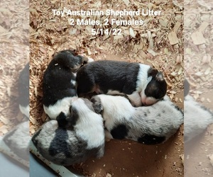 Miniature Australian Shepherd Puppy for sale in SHIPSHEWANA, IN, USA
