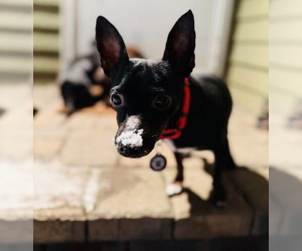 Medium Photo #8 Chipin Puppy For Sale in Princeton, MN, USA