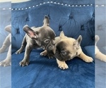 Small Photo #11 French Bulldog Puppy For Sale in RICHMOND, VA, USA