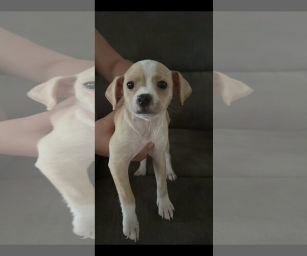 Medium Photo #4 Cheagle Puppy For Sale in Holly Springs, NC, USA