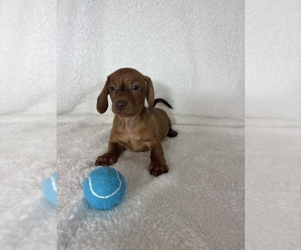 Medium Photo #2 Dachshund Puppy For Sale in GREENFIELD, IN, USA