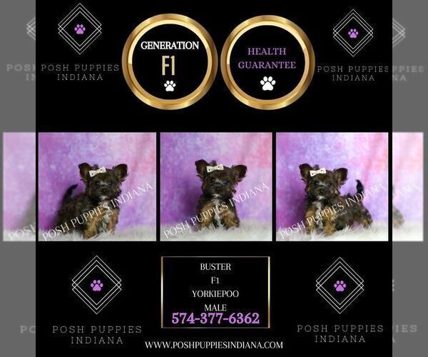 Medium Photo #119 Yorkipoo Puppy For Sale in WARSAW, IN, USA