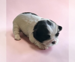 Shih Tzu Puppy for sale in VANCOUVER, WA, USA