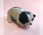 Small Shih Tzu