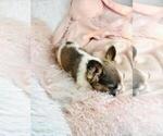 Small #6 French Bulldog
