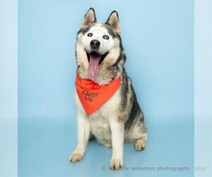 Siberian Husky Dogs for adoption in Corona, CA, USA