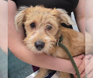 Poodle (Standard)-Unknown Mix Dogs for adoption in Chico, CA, USA