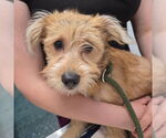 Small Poodle (Standard) Mix