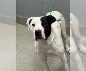 Mutt Dogs for adoption in Las Vegas, NV, USA