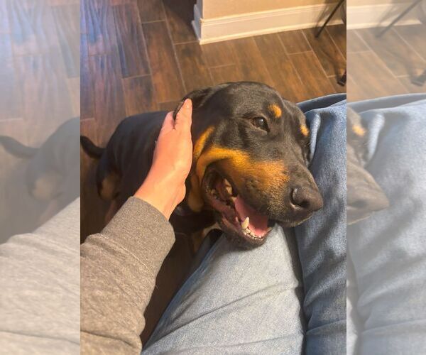 Medium Photo #5 Rottweiler Puppy For Sale in White Hall, AR, USA