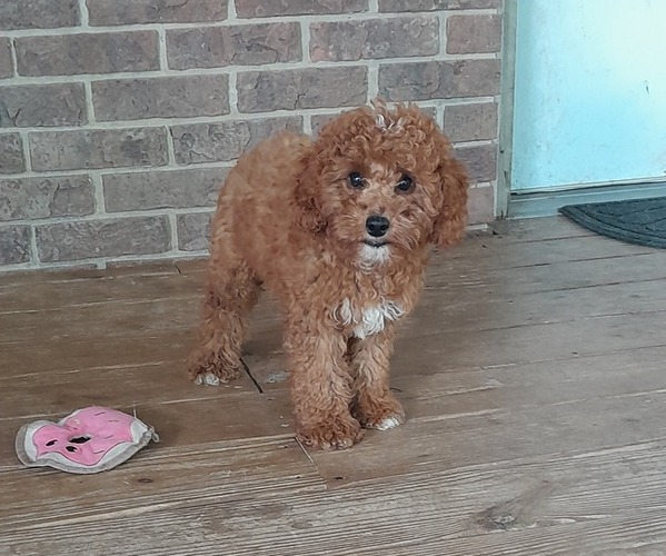 Medium Photo #4 Cavapoo Puppy For Sale in CLARKRANGE, TN, USA