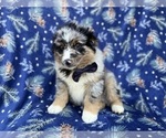 Small #2 Miniature Australian Shepherd
