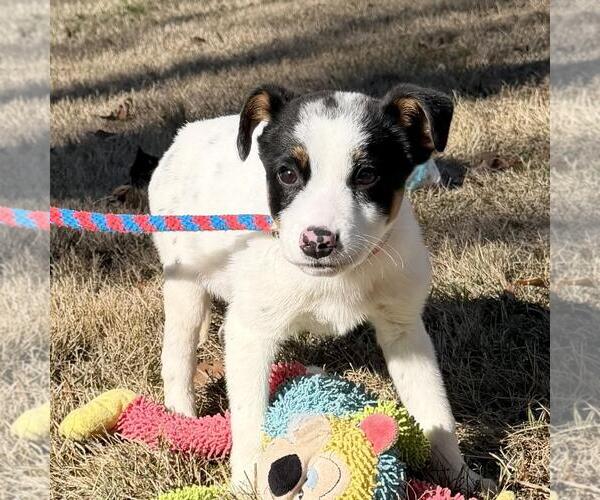 Medium Photo #2 Jack Russell Terrier-Unknown Mix Puppy For Sale in Yardley, PA, USA