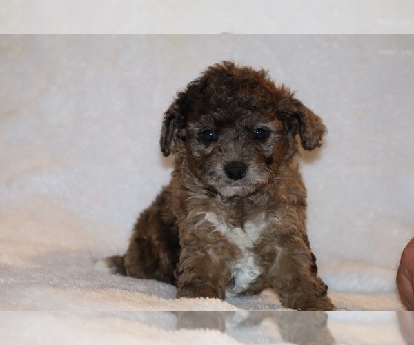 Medium Photo #3 Poodle (Toy) Puppy For Sale in DYERSBURG, TN, USA